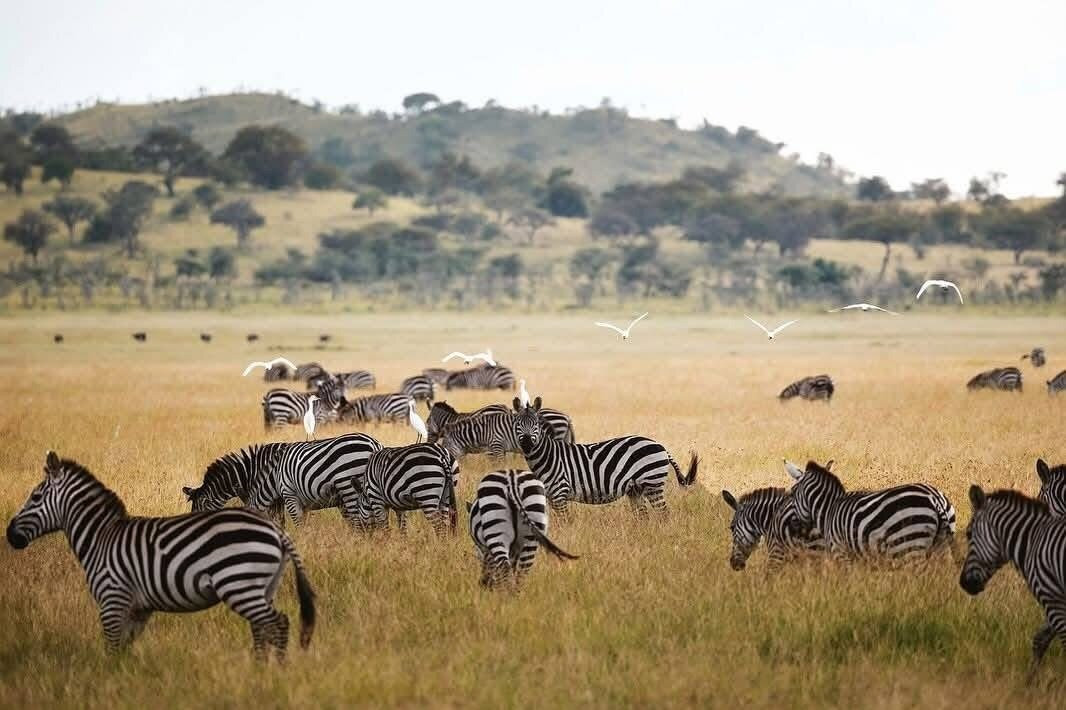 Wildtribe safaris tours & travel-内罗毕必去景点