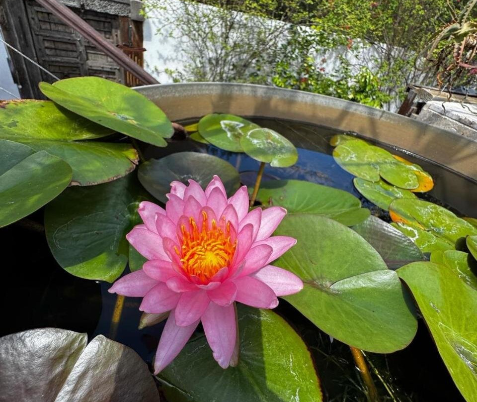Lotus Garden