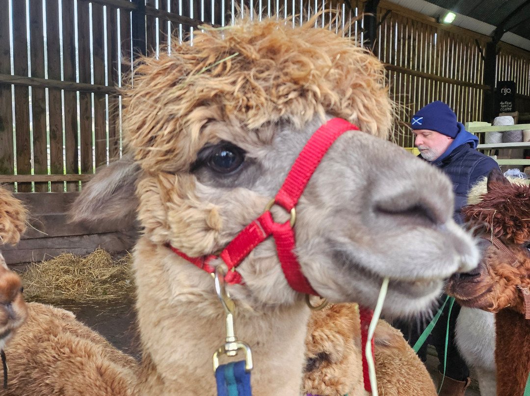 Cotswold Alpacas-切尔滕纳姆必去景点