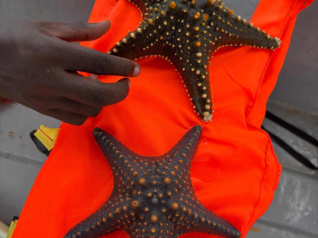 Ethical Dolphin Tours - Kizimkazi, Zanzibar-Kizimkazi必去景点