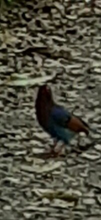 Sinharaja Rainforest Kurulugala Entrance