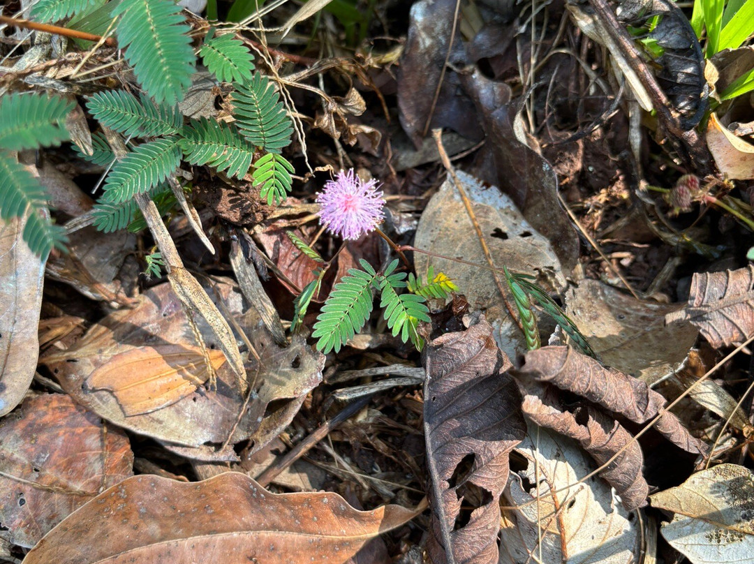 Periyar National Park景点图片
