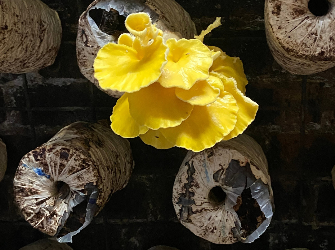 Greater Sydney Tours-Picton必去景点