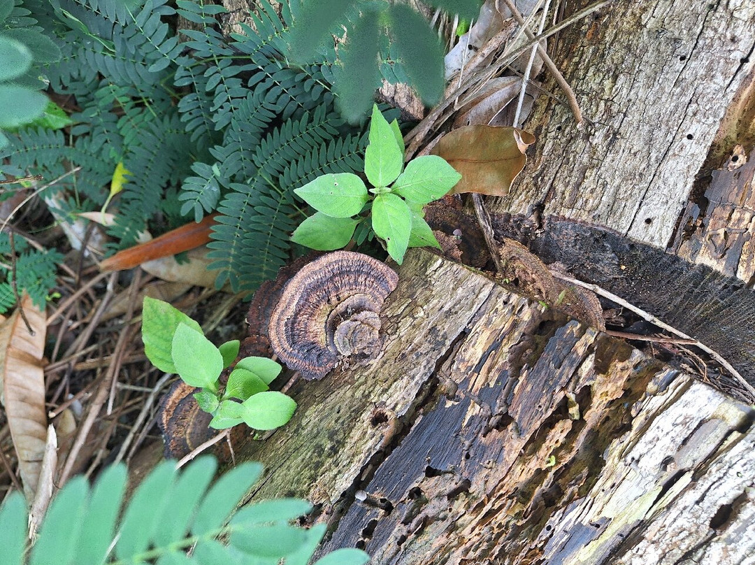 佛莱姆博雅特公园-戈亚尼亚必去景点