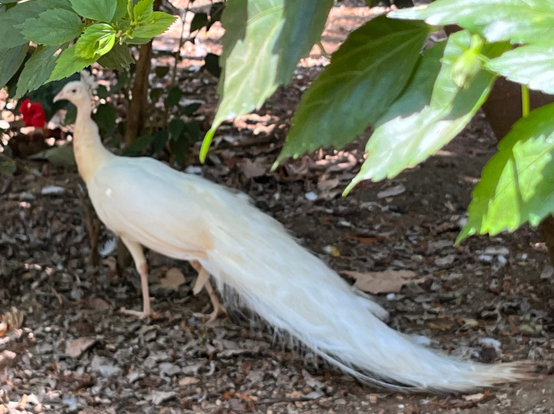 Karanji Lake-迈索尔必去景点