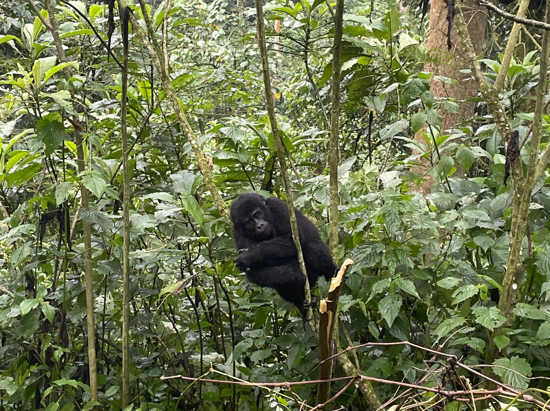 Mukisa Safaris-坎帕拉必去景点