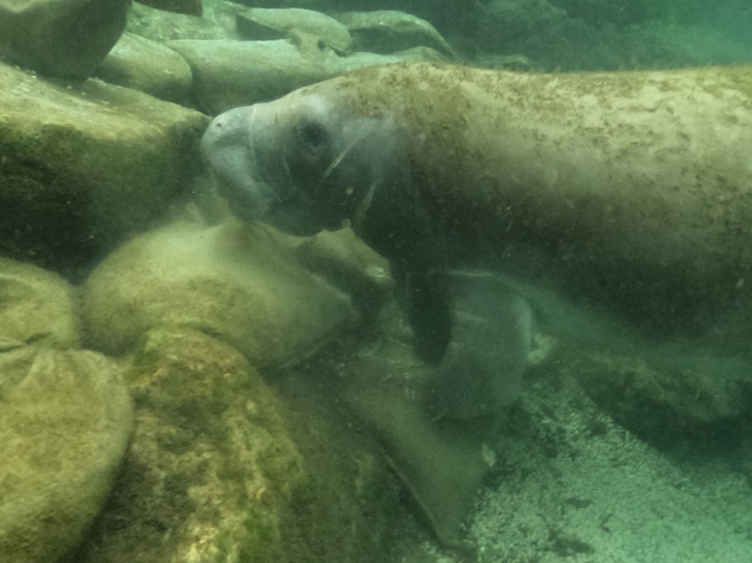 Manatees In Paradise-克里斯特尔里弗必去景点