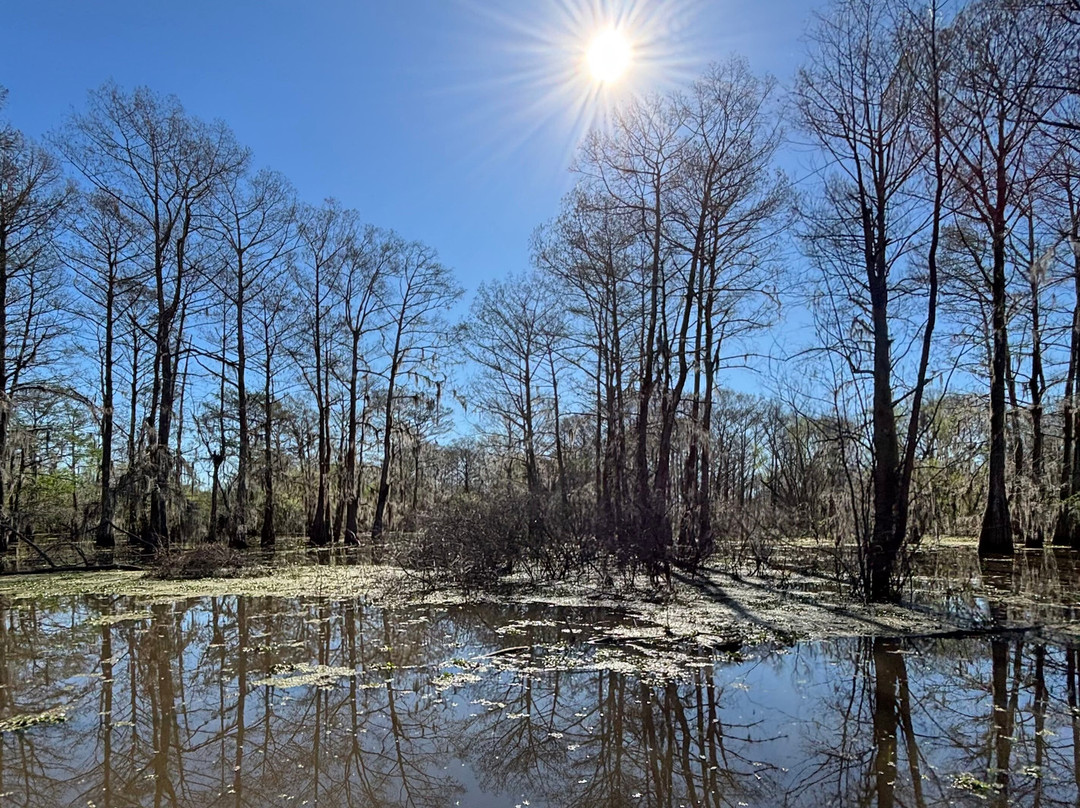 Atchafalaya Basin Landing & Airboat Swamp Tours景点图片