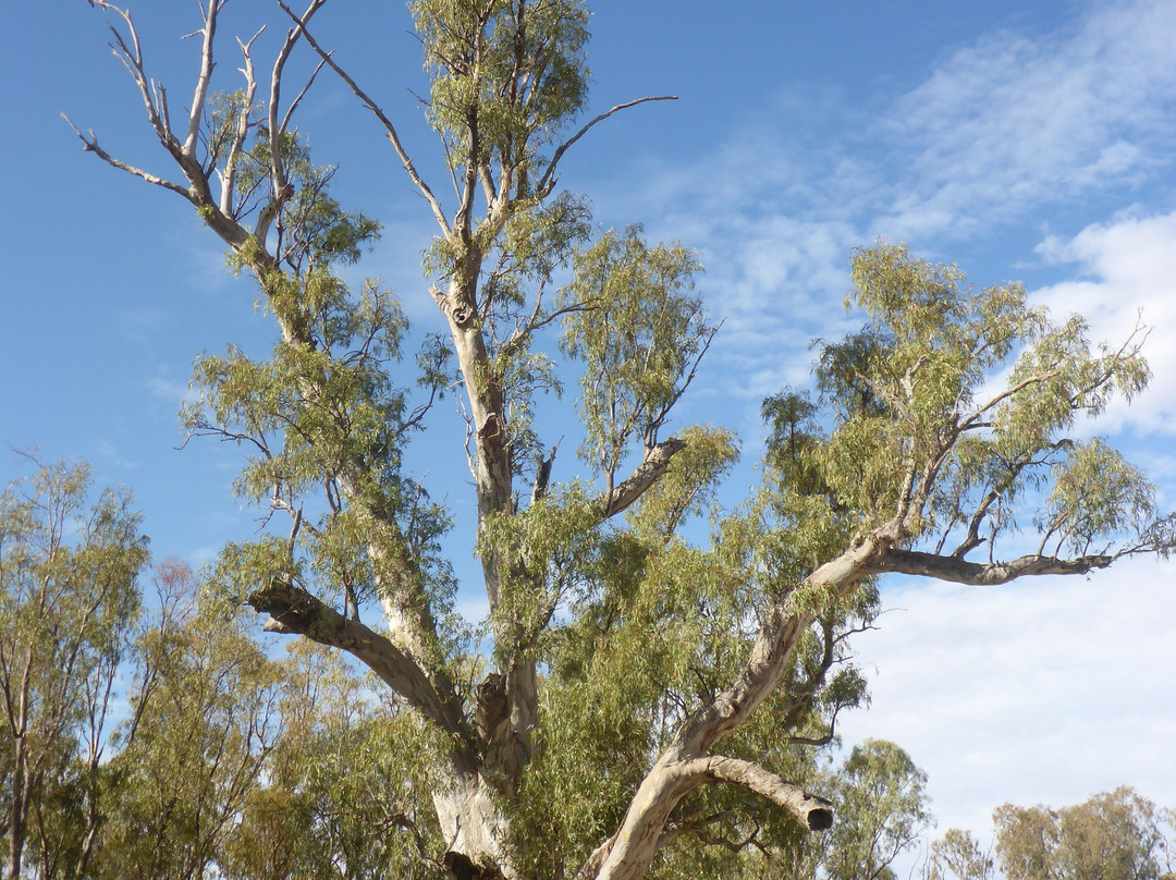 Giant Red Gum Tree景点图片