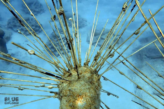 Blue Explorer Divers-拉纳加必去景点