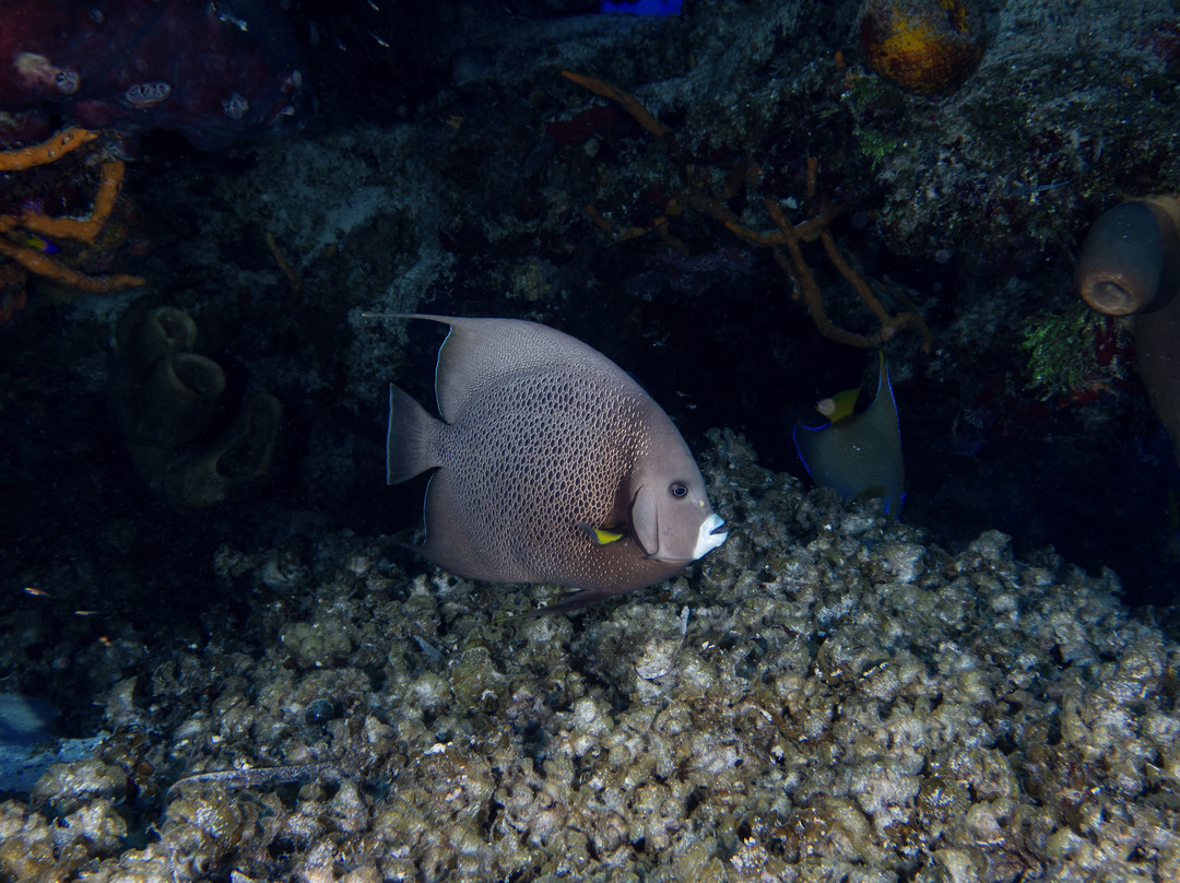 Bottom Time Divers-考祖梅必去景点