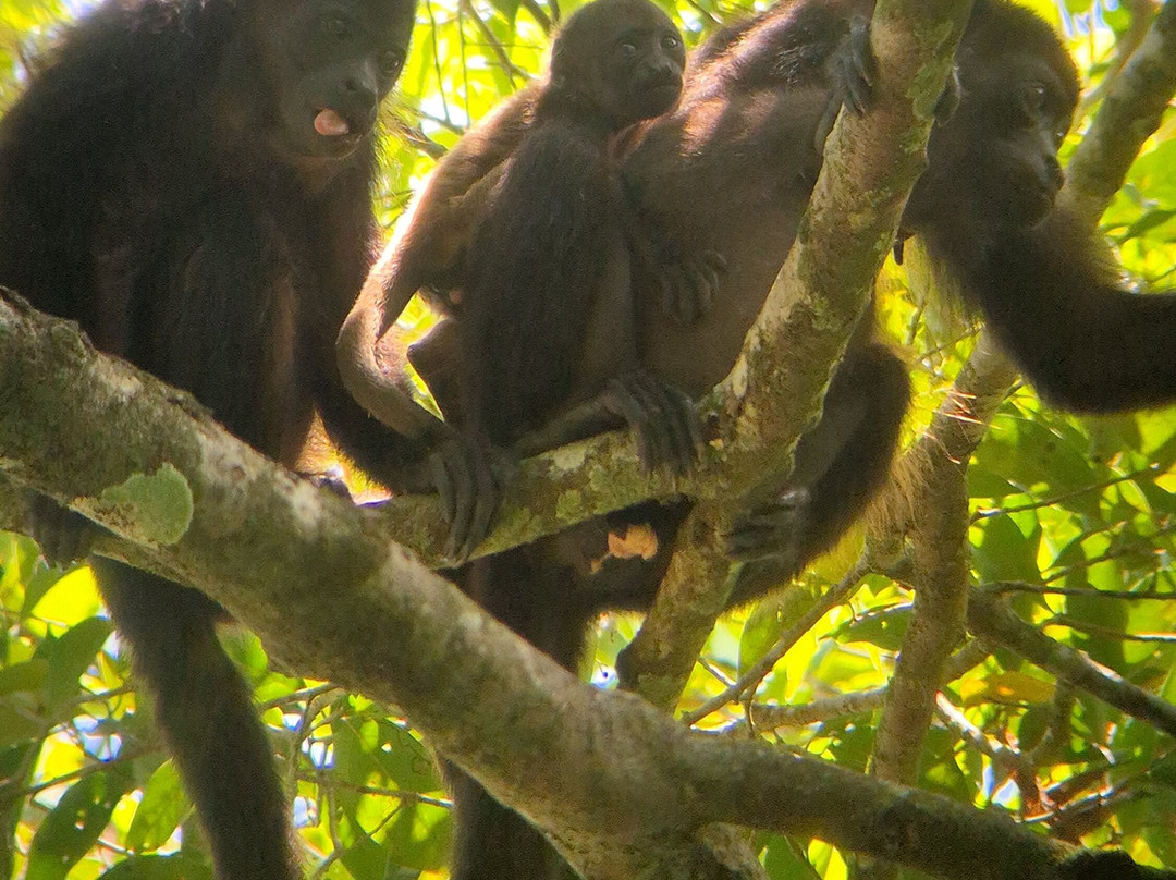 Costa Rica Roots Tours-托图杰多必去景点
