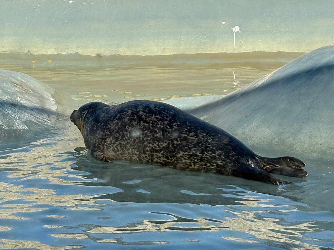 Mablethorpe Seal Sanctuary and Wildlife Centre景点图片