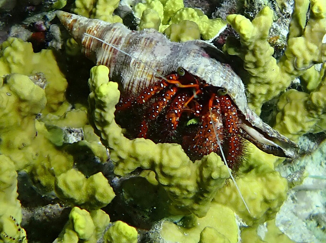 Euro-Divers Eri Maldives-马累北环礁必去景点