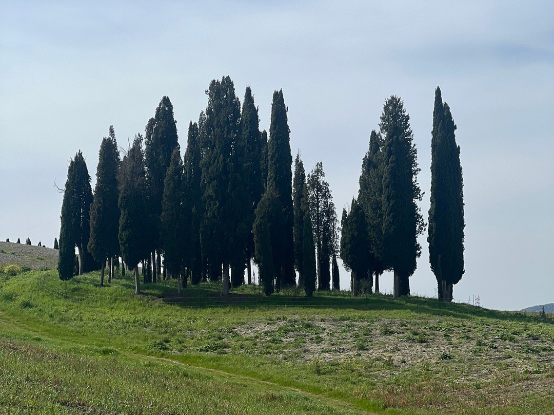 Cipressi di San Quirico d'Orcia-圣奎里科多尔恰必去景点