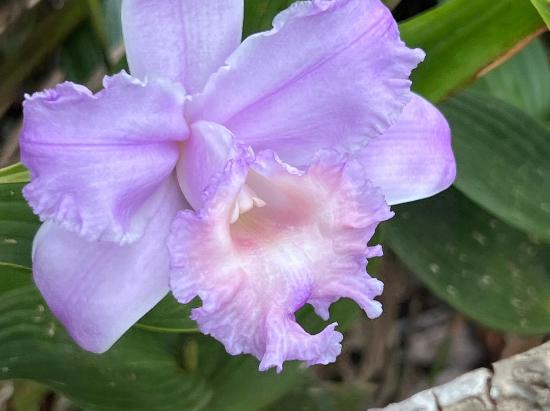 Costa Rican Trails - Day Tours-圣何塞必去景点