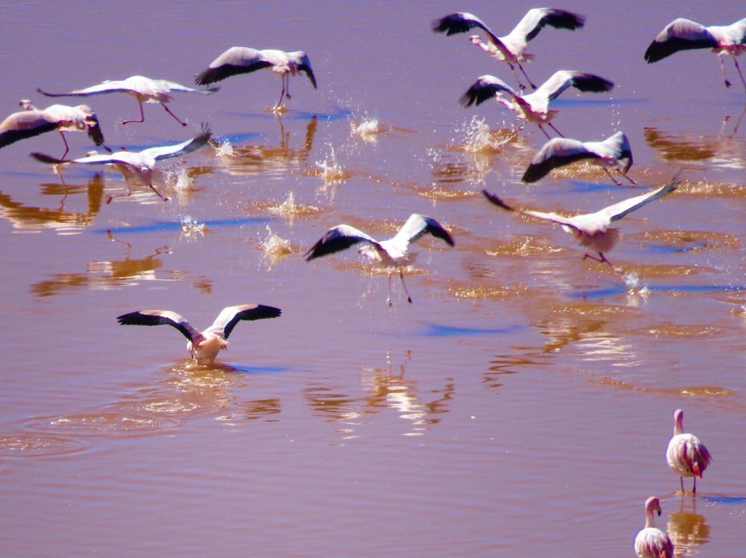 Laguna Colorada-乌尤尼必去景点