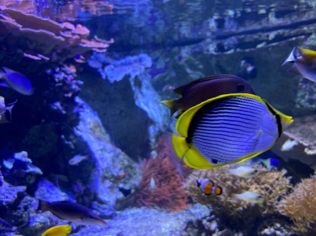 Seaquarium Institut Marin景点图片