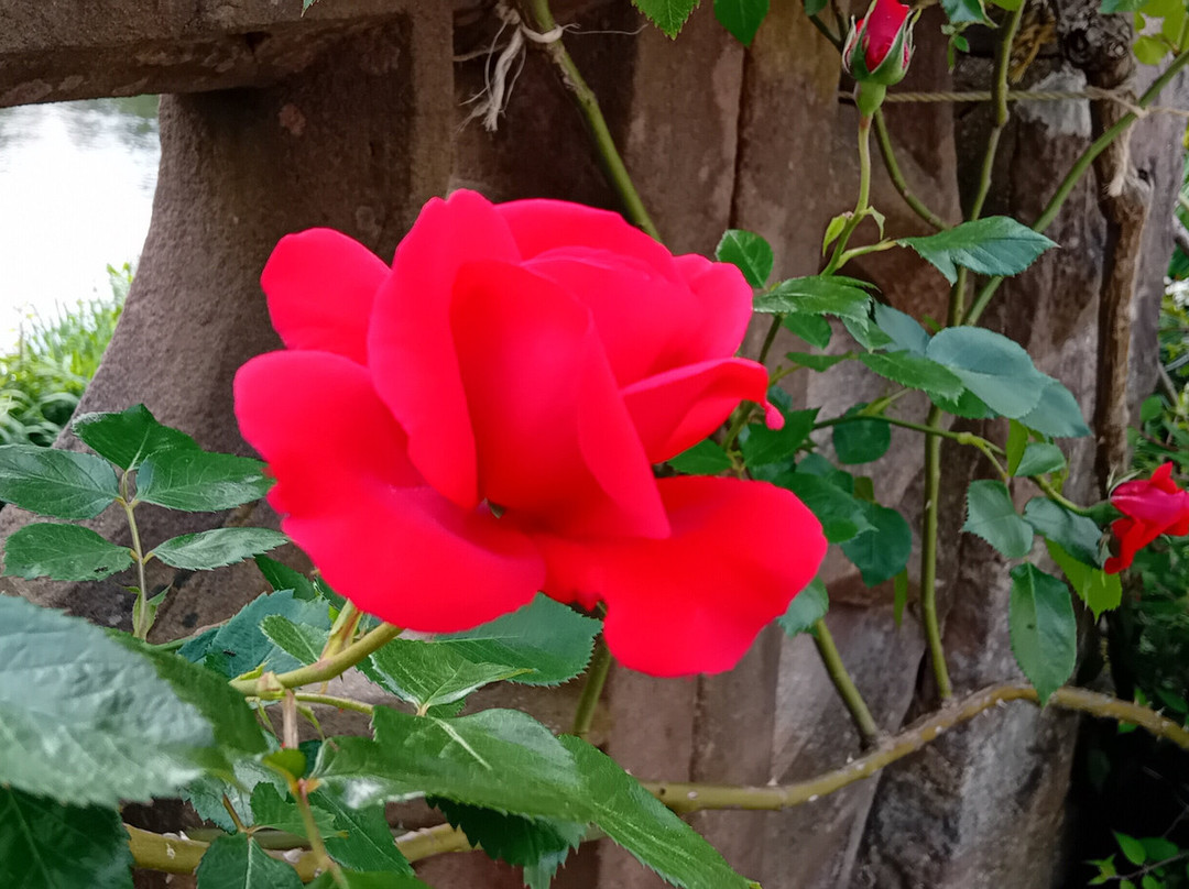 Der Katz'sche Garten景点图片