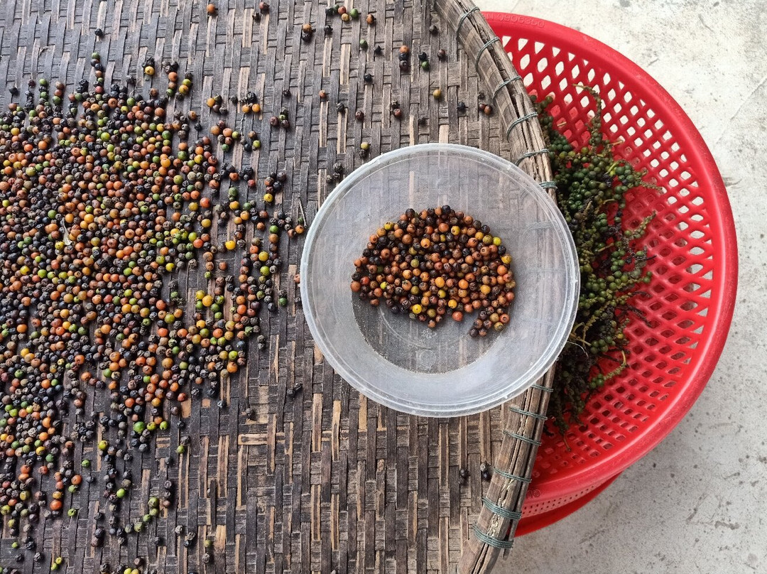 BoTree Farm-贡布必去景点