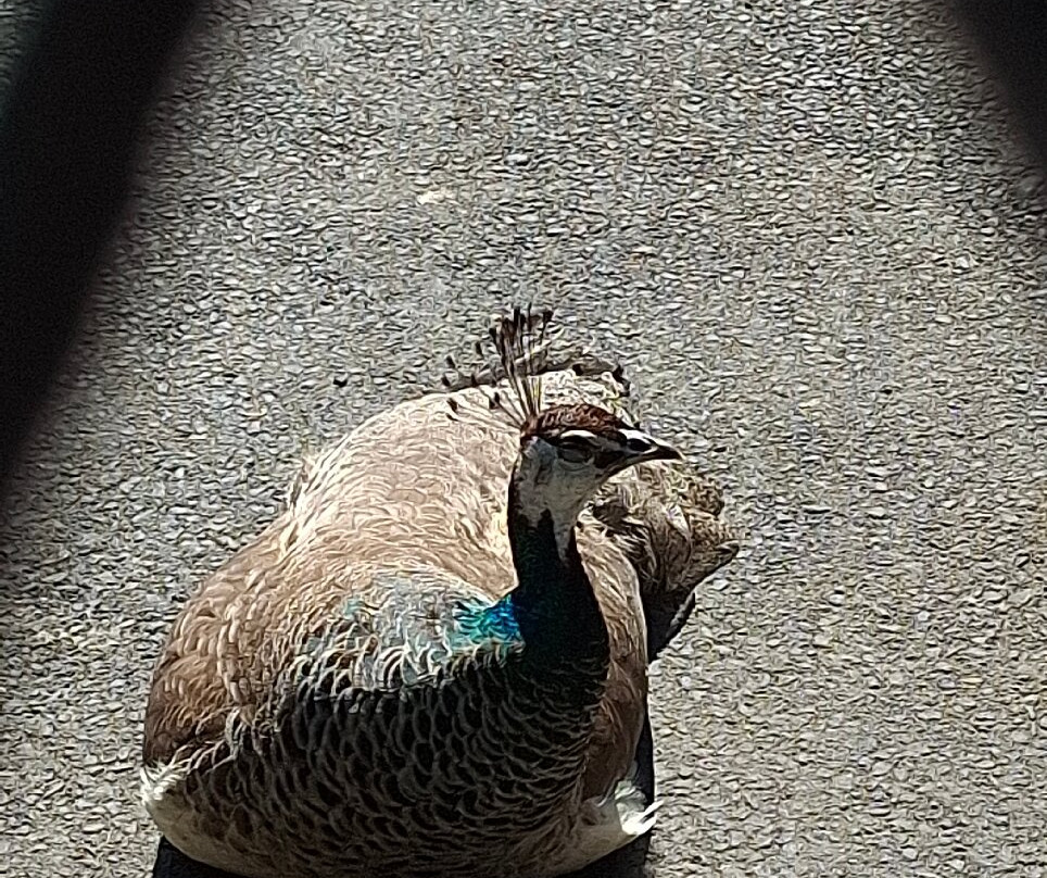 Peacocks in Pittencrieff Park-丹弗姆林必去景点