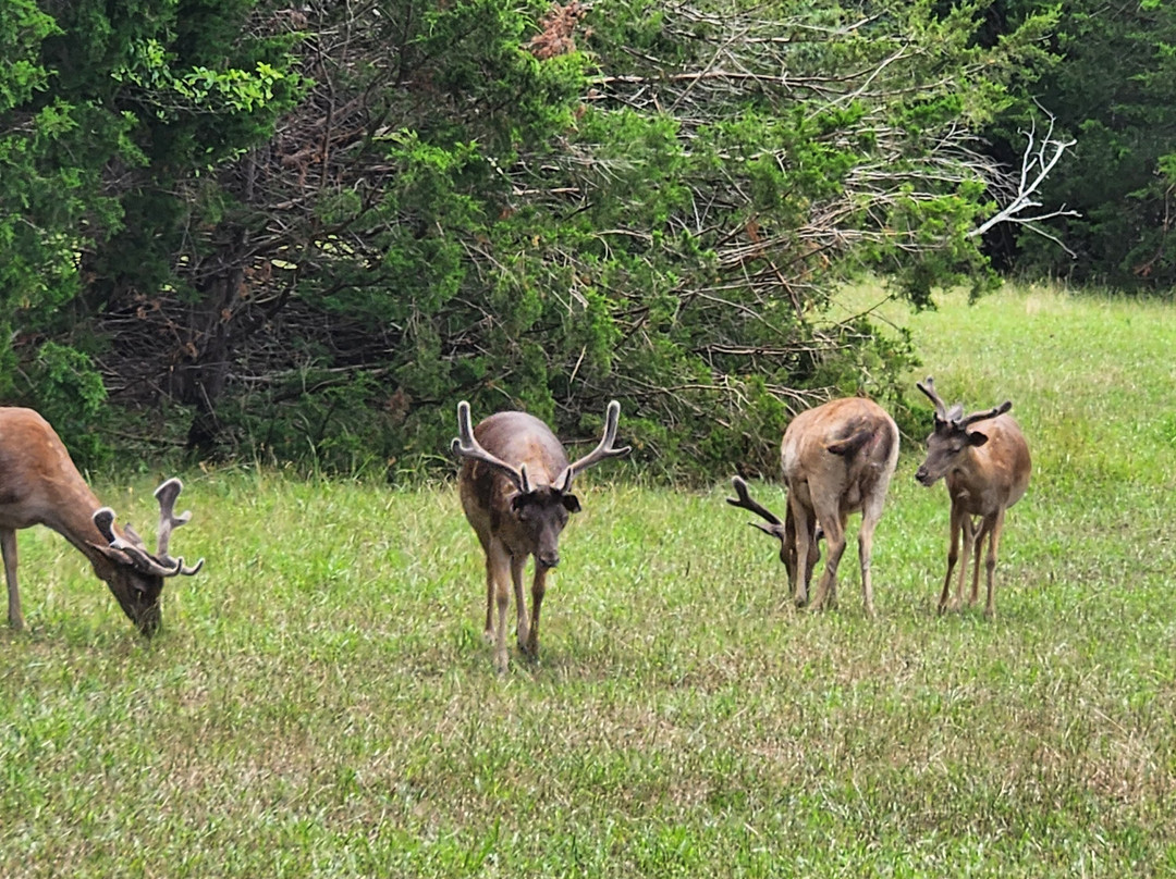 Texas Zoofari Park-Kaufman必去景点