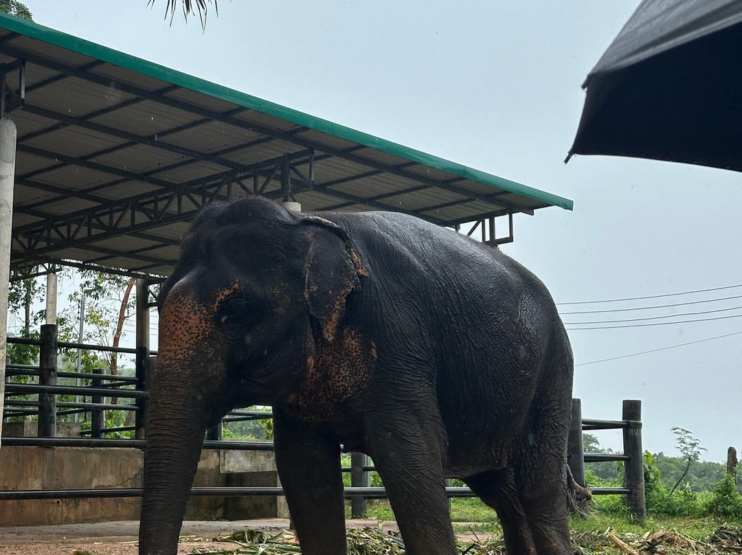 Phuket Elephant Nature Reserve景点图片