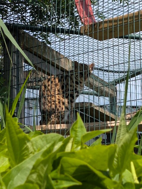 Thrigby Hall Wildlife Gardens景点图片