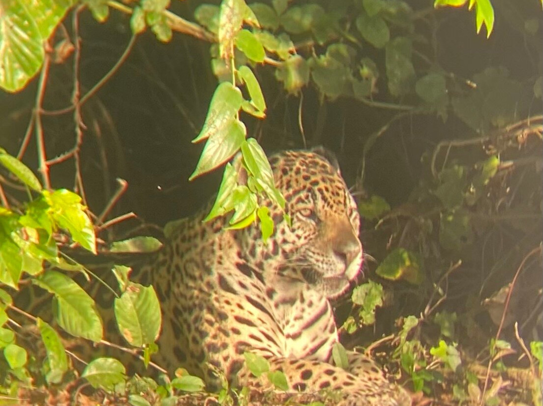 Jaguar Photo Expeditions-Varzea Grande必去景点