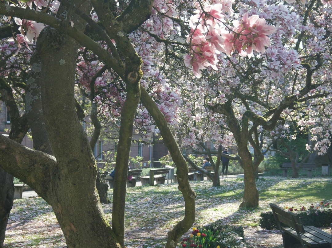 Park Schöntal-阿沙芬堡必去景点