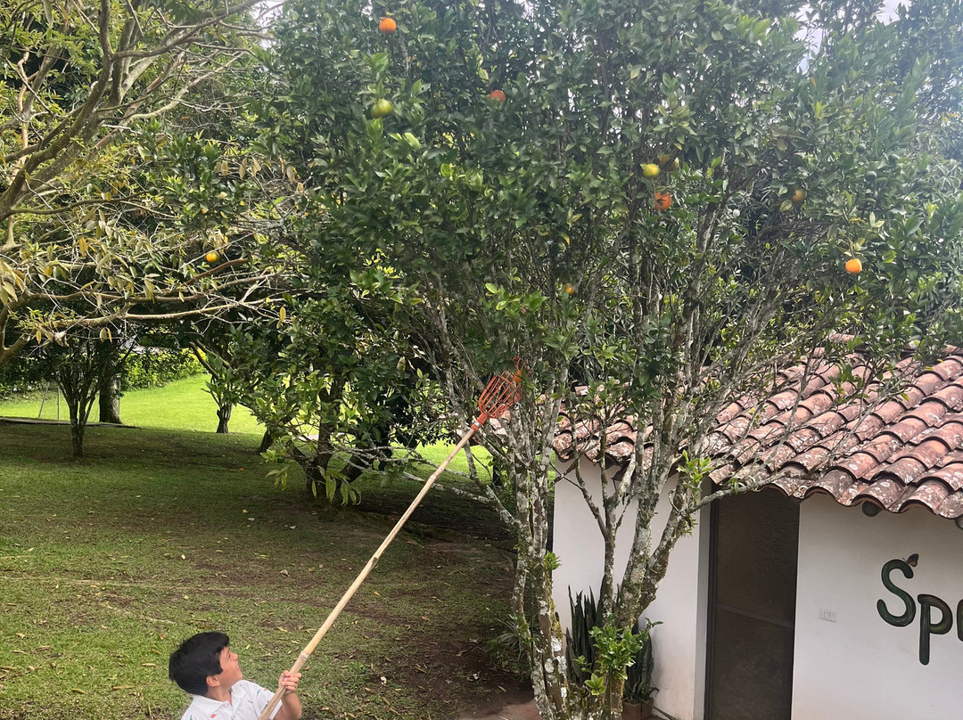 Hotel Bosques Del Samán - Alcalá主图