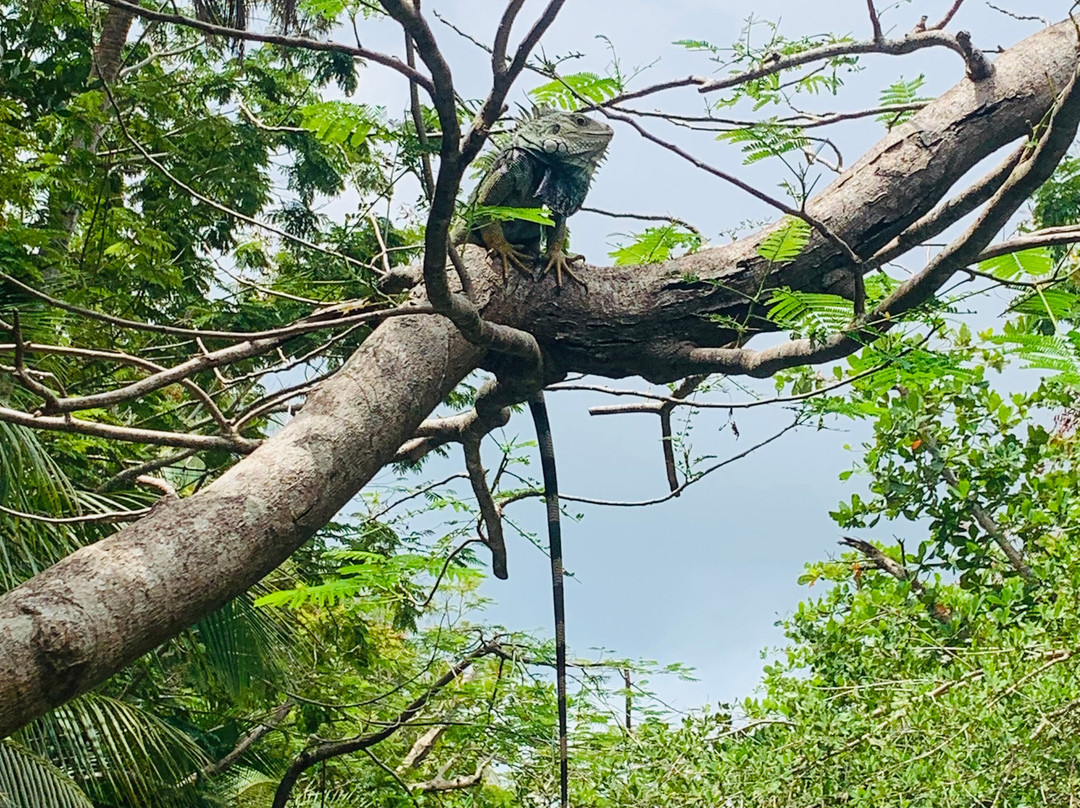 Reserva Natural de Humacao-Humacao必去景点