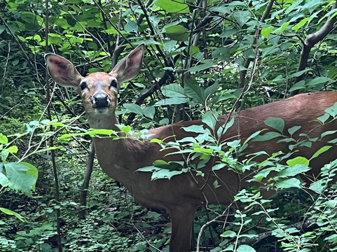 Cedar Post Inn Bed & Breakfast主图