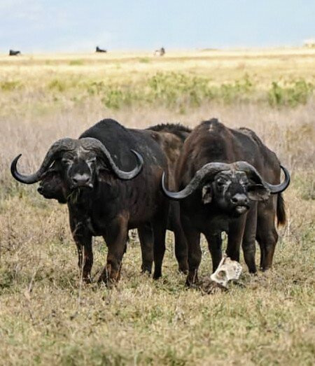 Vision Safari & Tours-阿鲁沙必去景点