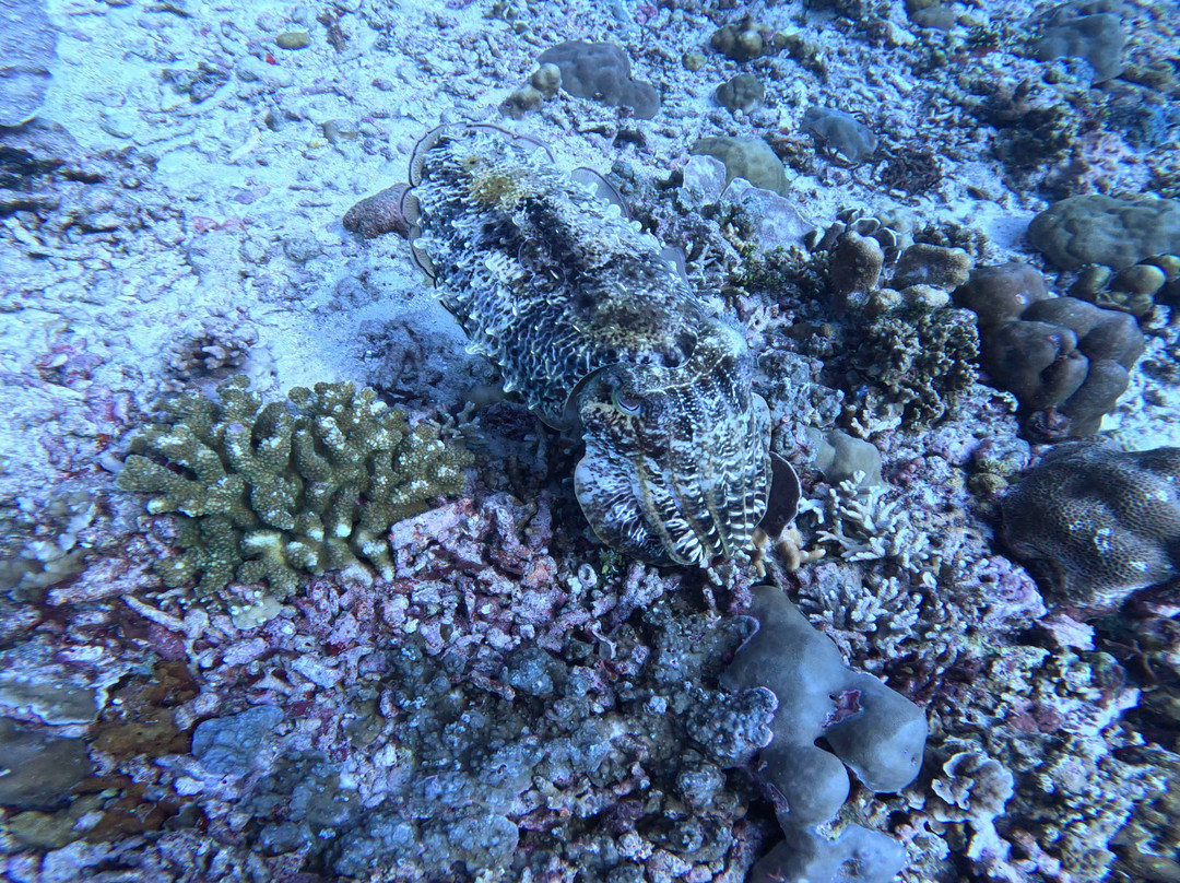 Meno Dive Club-Gili Meno必去景点