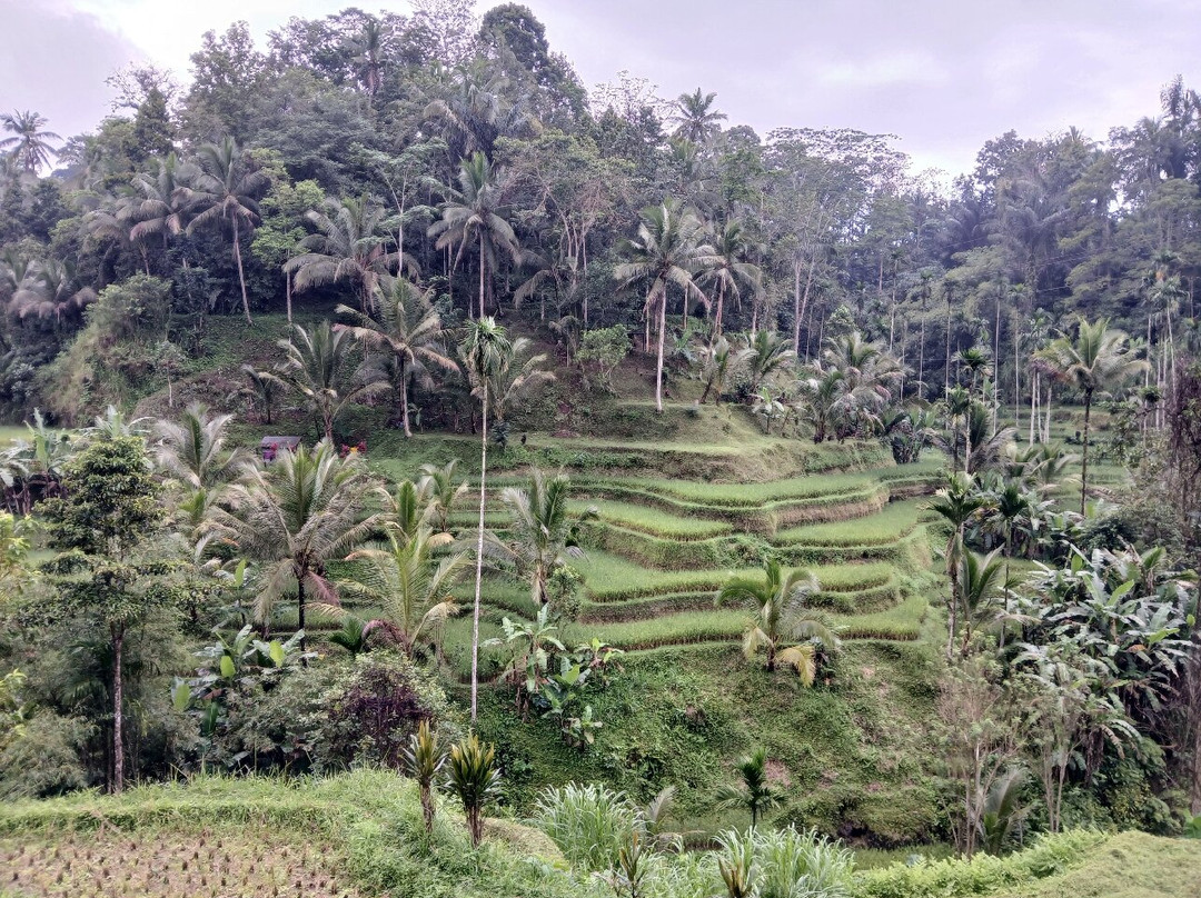 Bali With a Local Tour-佩艳艮必去景点