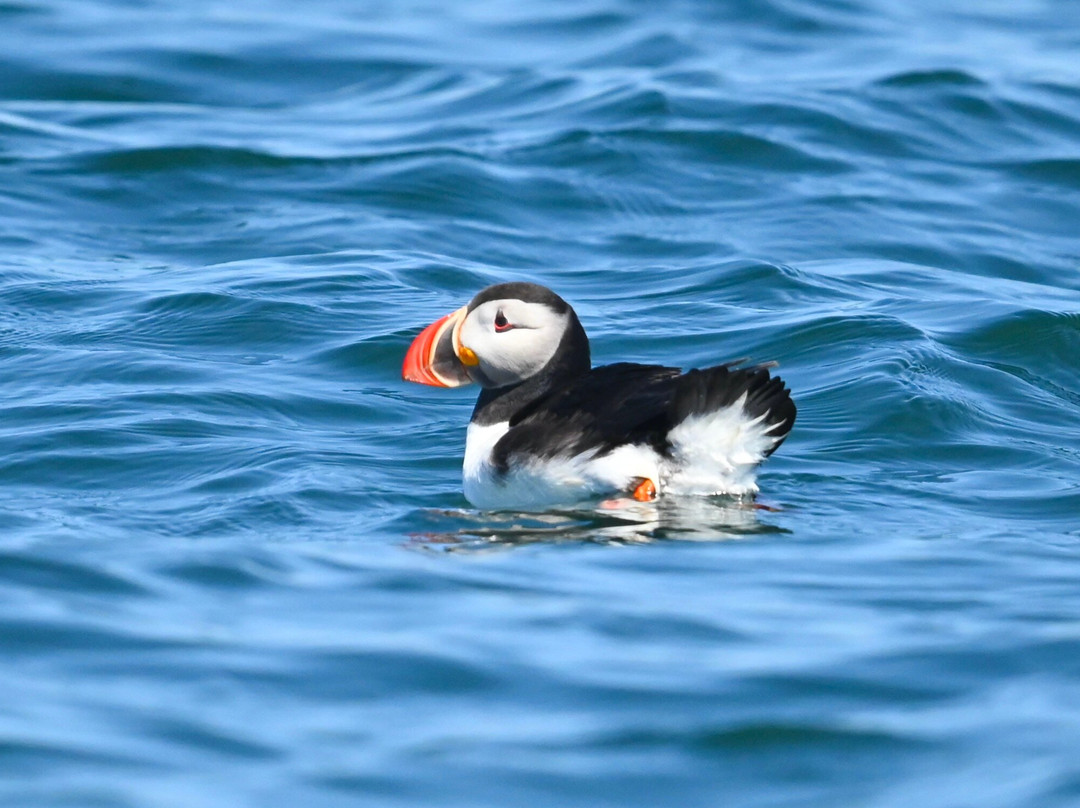 Acadia Puffin Cruise-Steuben必去景点