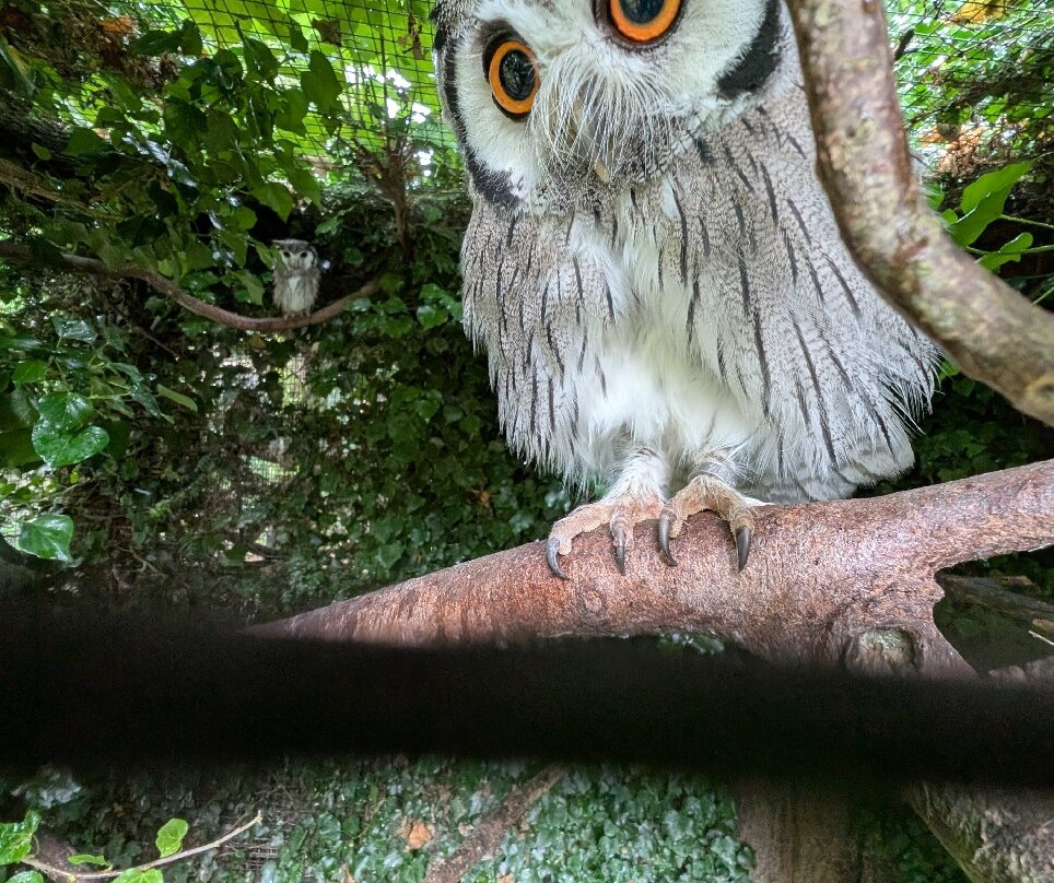 Cotswold Falconry Centre-莫顿因马什必去景点