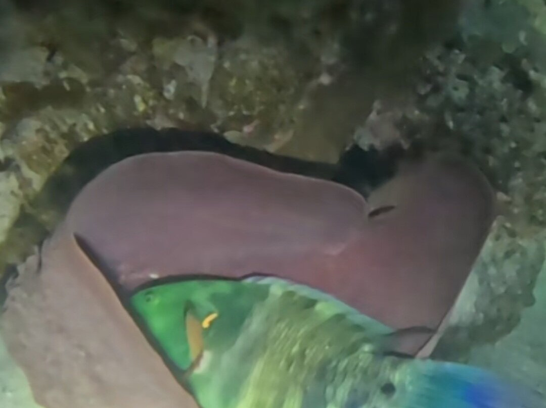 Extra Divers Worldwide El Quseir-艾尔可西利亚必去景点