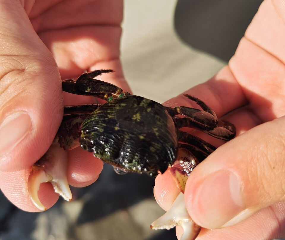 Hotel Green Plaza Kamogawa主图