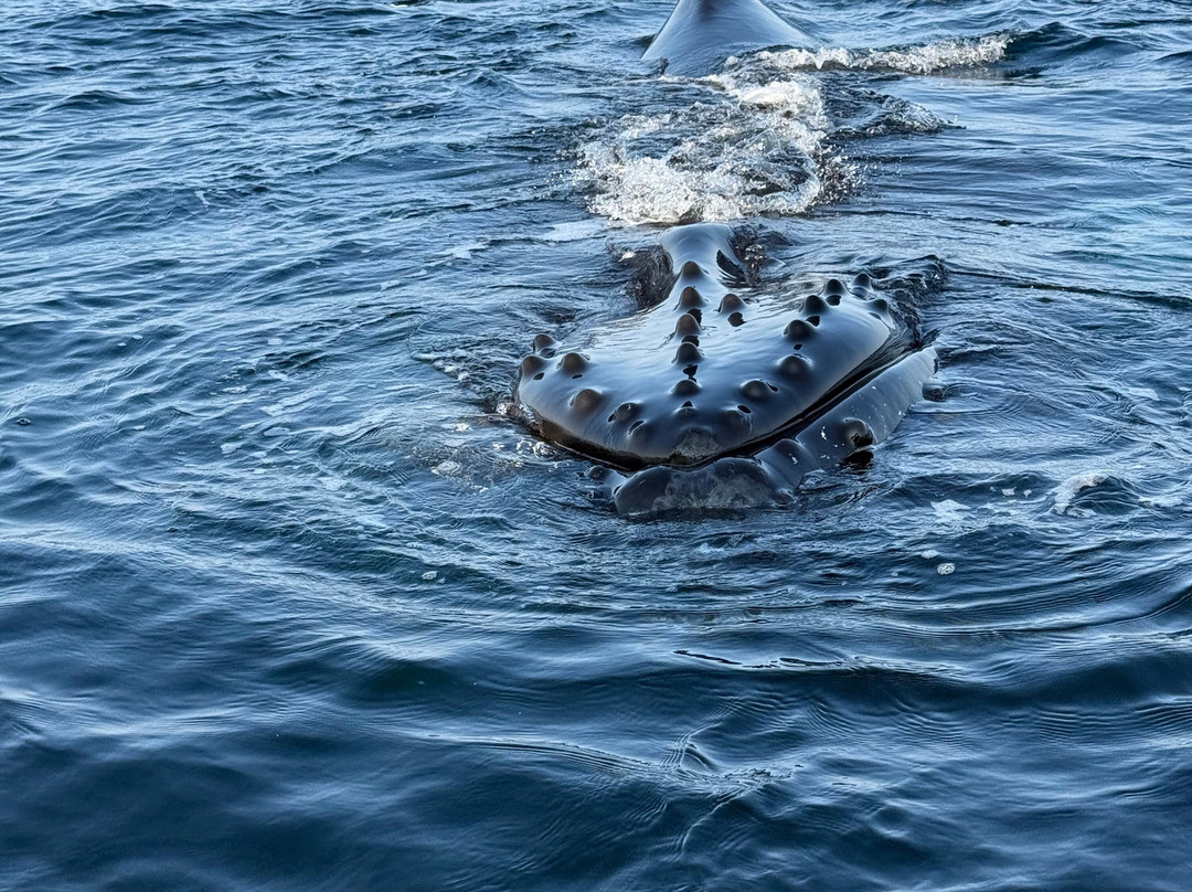 Discovery Sea Adventures-Bonavista必去景点