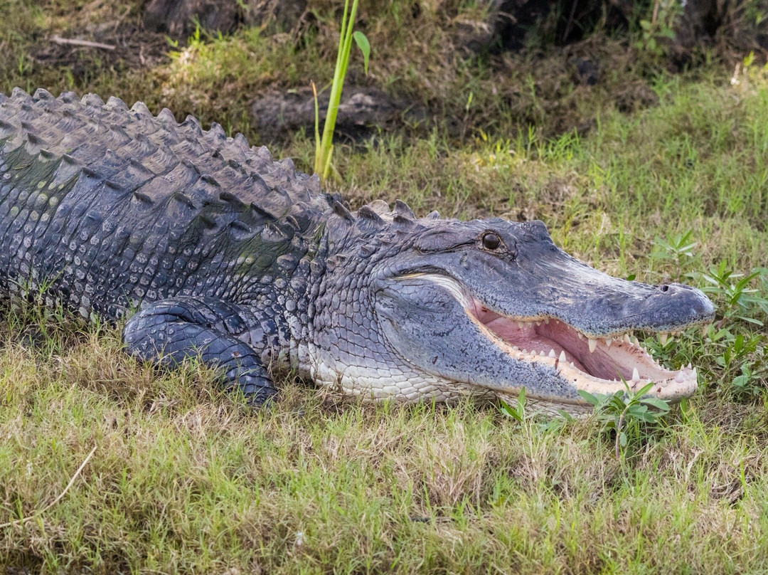 A St Johns River Airboat Tour-Christmas必去景点