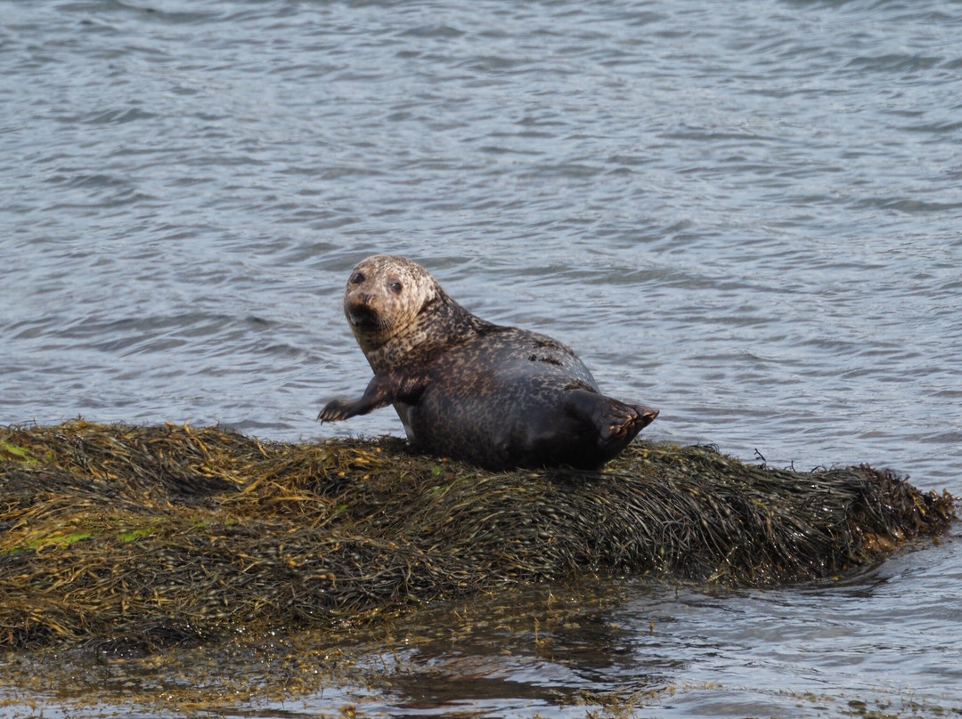 Wild Mull Tours-Pennyghael必去景点