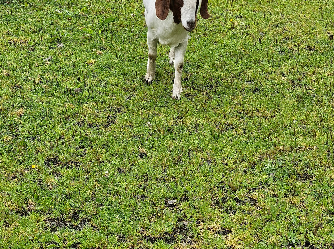 Meikle Westland Farm主图