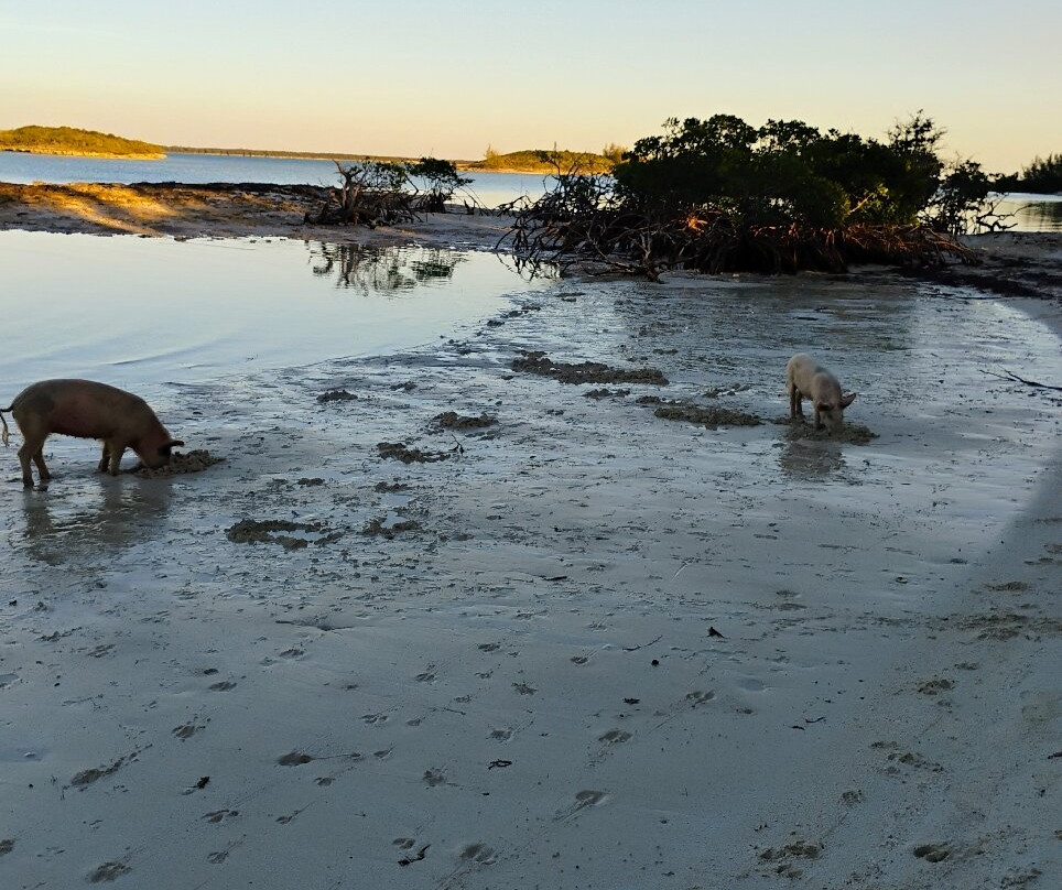 Pig Beach-大埃克苏马必去景点