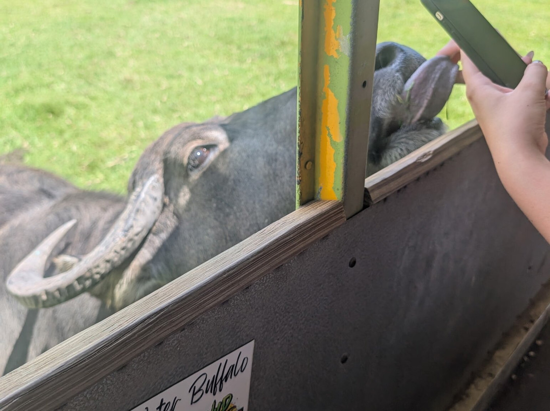 Wild Georgia Safari Park-Metter必去景点