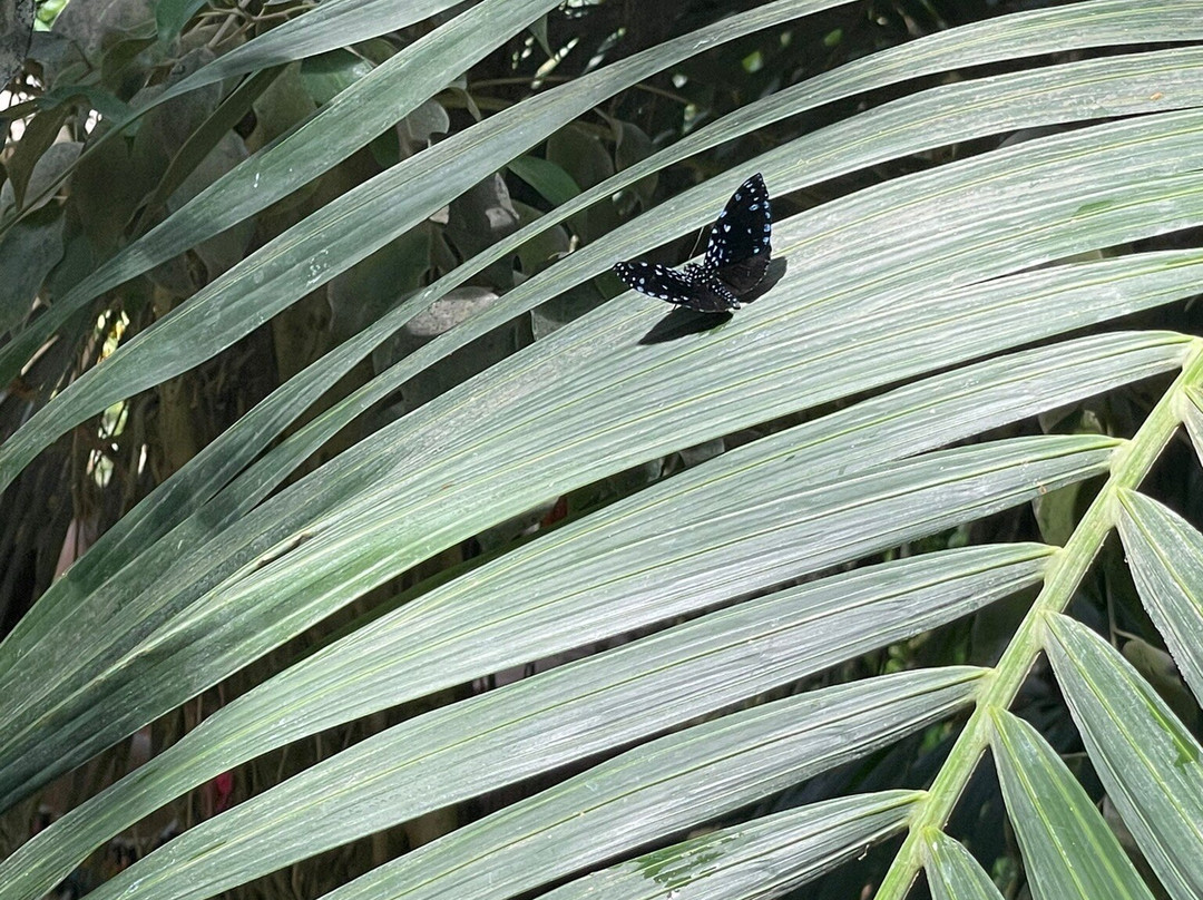 Butterfly Park Empuriabrava-Castello d'Empuries必去景点