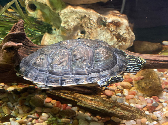 The Meadows Center For Water And The Environment-圣马科斯必去景点