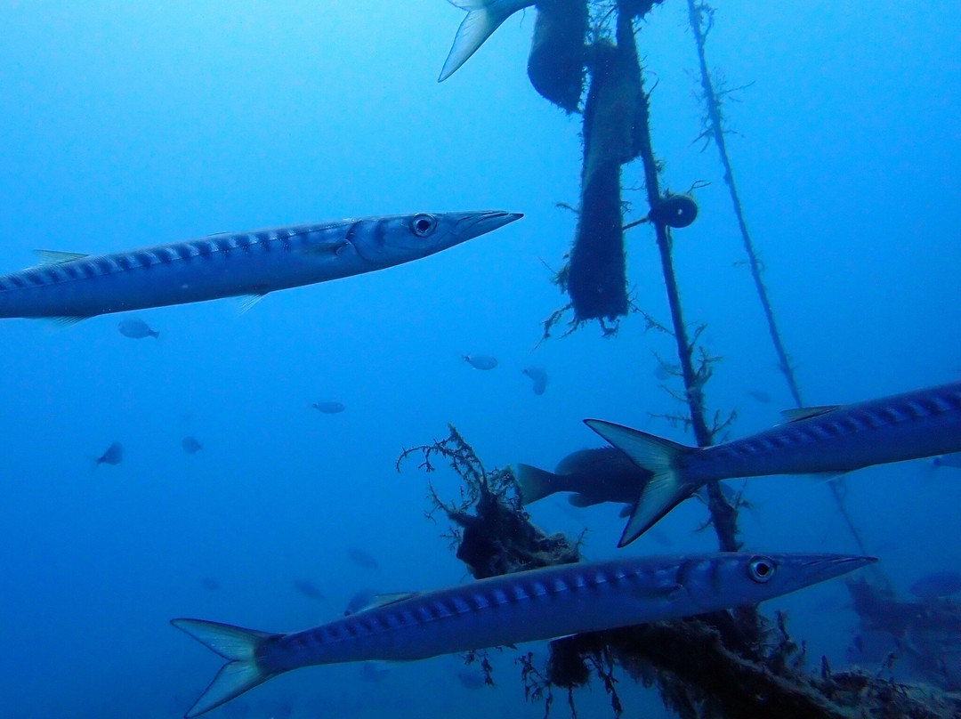 Kos Divers-Psalidi必去景点