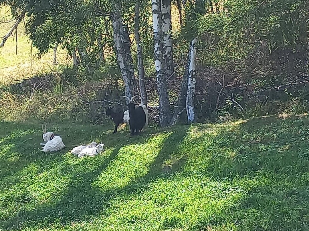 Hotel Alpenhof主图